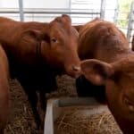 Verske vođe upozoravaju da crvene junice u Izraelu signaliziraju da se bliži „smak sveta“