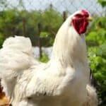 Insajder iz Gejts fondacije priznaje da elita planira ponovljeni scenario pandemije putem vakcine protiv ptičjeg gripa