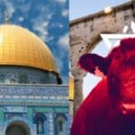 Izrael gradi oltar za žrtvovanje crvene junice da bi se ispunilo biblijsko proročanstvo o kraju vremena