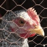 Širi se nova pandemija?! CDC upozorava na izbijanje ptičijeg gripa