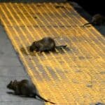 Vanredno stanje u Njujorku! Ljudi se razboljevaju nakon kontakta sa urinom pacova