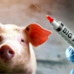 Rančer u Americi upozorava na testiranje mRNA vakcina u stočarstvu