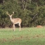 Dva lovca su možda postali prvi Amerikanci koji su umrli od 'zombi bolesti jelena'