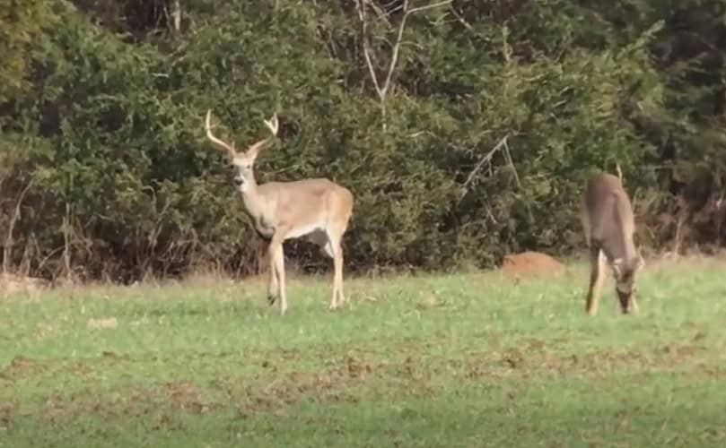 Dva lovca su možda postali prvi Amerikanci koji su umrli od 'zombi bolesti jelena'