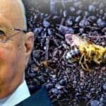 SVETSKI EKONOMSKI FORUM naredio poslušničkim vladama da počnu sa uništavanjem pčela: PLANIRAJU DA IZAZOVU SVETSKU GLAD