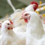 Da li ste spremni? POČINJE nova histerija! Mediji pišu o PTIČJEM GRIPU koji će zahvatiti ceo svet