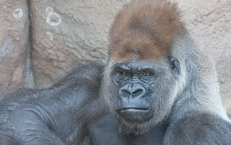  Gorila „Mali Džo“ iznenada je umrla od srčanog udara u zoološkom vrtu Sent Luis gde su životinje dobile 2 vakcine protiv Covid-a