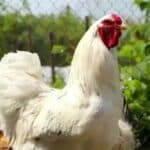 mRNA vakcina protiv ptičjeg gripa je već spremna