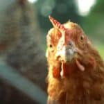 Mejnstrim mediji pripremaju javnost na novu pandemiju: Stopa smrtnosti novog virusa 25%