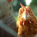 Plandemija 2.0: Simptomi ptičjeg gripa mogu biti „bez simptoma“