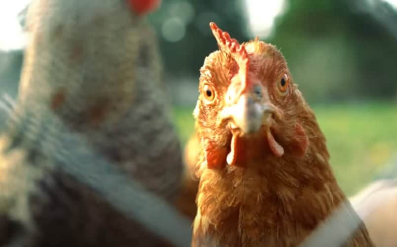  Plandemija 2.0: Simptomi ptičjeg gripa mogu biti „bez simptoma“