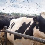 Bloomberg tvrdi da će ptičji grip verovatno zaraziti više ljudi