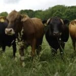 Bil Gejts želi da koristi veštačku inteligenciju za genetsko modifikovanje krava kako bi „spasio planetu“