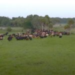 Studija: Krave NE izazivaju „klimatske promene“