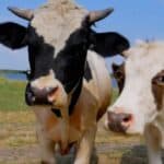 Krave NE izazivaju „klimatske promene“ potvrđuje nova studija