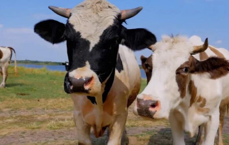  Krave NE izazivaju „klimatske promene“ potvrđuje nova studija