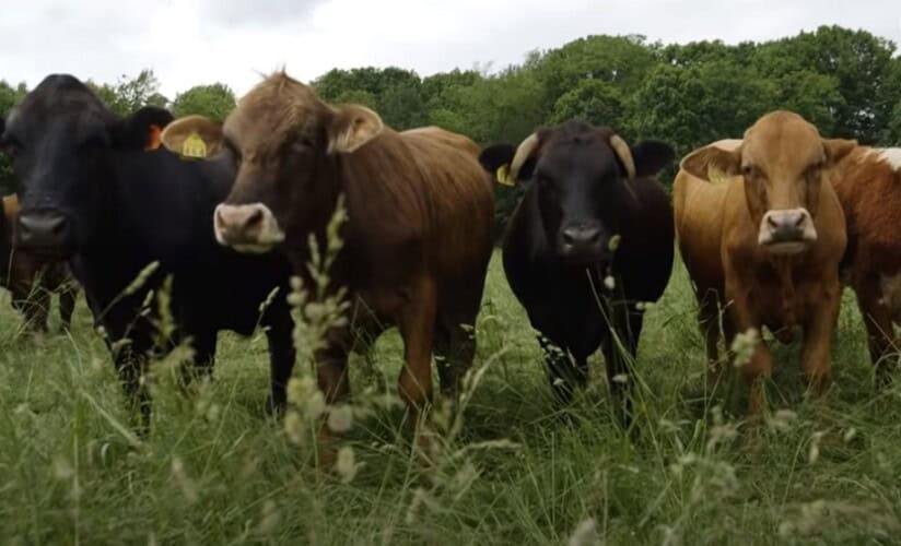  Bil Gejts želi da koristi veštačku inteligenciju za genetsko modifikovanje krava kako bi „spasio planetu“