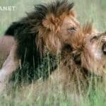 Novi dokumentarac NBC-ja tvrdi da ljudi treba da se ponašaju kao životinje i da su lavovi biseksualci a pingvini biseksualci