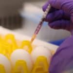 Naučnici razvili mRNA vakcinu protiv ptičjeg gripa