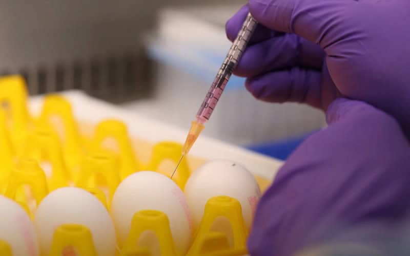  Kako li su samo znali?! Naučnici razvili mRNA vakcinu protiv ptičjeg gripa