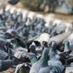 Vlasti u Nemačkom gradu donele odluku da ubiju sve golubove