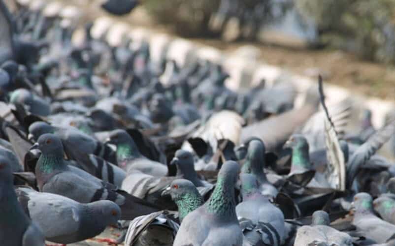  Vlasti u Nemačkom gradu donele odluku da ubiju sve golubove