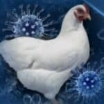 Šta je globalistički plan iza rastuće histerije ptičijeg gripa?
