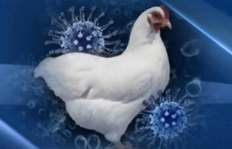  Šta je globalistički plan iza rastuće histerije ptičijeg gripa?