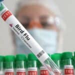 Finska sledeće nedelje počinje vakcinaciju ljudi protiv ptičjeg gripa