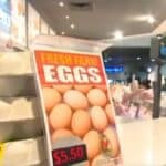 Vlada Australije hoće da ubije milione pilića zbog „ptičjeg gripa“