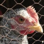 Dokazano! Prvi čovek koji je preminuo od novog PTIČJEG GRIPA nije preminuo od PTIČJEG GRIPA