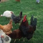 Studija otkriva da je ptičji grip „procureo“ iz Laboratorije USDA u Džordžiji