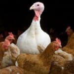 Nova pandemija u pripremi?! SZO kaže da novi soj ptičjeg gripa ima „potencijal za veliki uticaj na javno zdravlje“