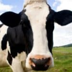 POBEDA! Novi Zeland povlači ZELENU AGENDU - Ukidaju se zakoni koje je uvela mlada liderka Svetskog Ekonomskog Foruma Džasinda Ardern