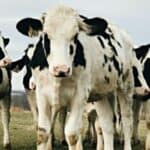 Još jedna "teorija zavere" se obistinila! Danska zvanično UPOZORILA stočare - KREĆE OPOREZIVANJE zbog prdenja i podrigivanja stoke