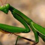 Rešenje za inflaciju: Britanske prodavnice će prodavati jestive insekte kao pristupačan izvor proteina