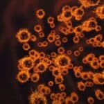 Retka „bakterija koja jede meso“ i koja može da ubije za 2 dana širi se u Japanu: Hoće li to uticati na ostatak sveta?