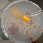 Video otkriva uznemirujuće stvaranje fetalnih ćelijskih linija koje koristi medicinska industrija