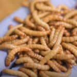 Kompanija koja proizvodi insekte za ljudsku ishranu bankrotirala zbog male potražnje!