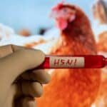 Duboka Država pokušava da pokrene operaciju "Ptičji grip" - U Americi se uvodi vanredno stanje