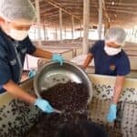 Kanadski grad otvara farmu insekata za proizvodnju hrane za stoku