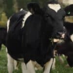 Vlada Novog Zelanda najavljuje inicijative za genetski inženjering u stočarstvu