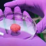 Britanija odobrila laboratorijski uzgojeno meso za kućne ljubimce