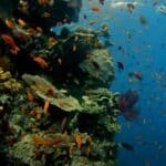 Lažni narativ klimatskih promena: Veliki koralni greben beleži treću rekordnu godinu rasta korala