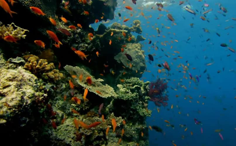  Lažni narativ klimatskih promena: Veliki koralni greben beleži treću rekordnu godinu rasta korala