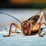 Bil Gejts se zalaže za „genetski modifikovane insekte“ u ljudskoj ishrani