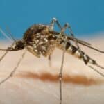 Vanredno stanje u Americi - Građanima rečeno da ne izlaze na ulicu zbog komaraca koji šire zarazu