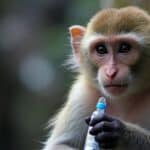 Evropska Unija: Farmaceutska Kompanija "Bavarian Nordic" čeka odobrenje za vakcinaciju dece protiv Mpox-a (Majmiunskih boginja)