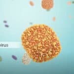 SZO deli „važne savete“ svim domaćinstvima o majmunskim boginjama