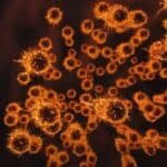 SZO otkriva listu od 30 patogena koji bi potencijalno mogli da izazovu sledeću pandemiju